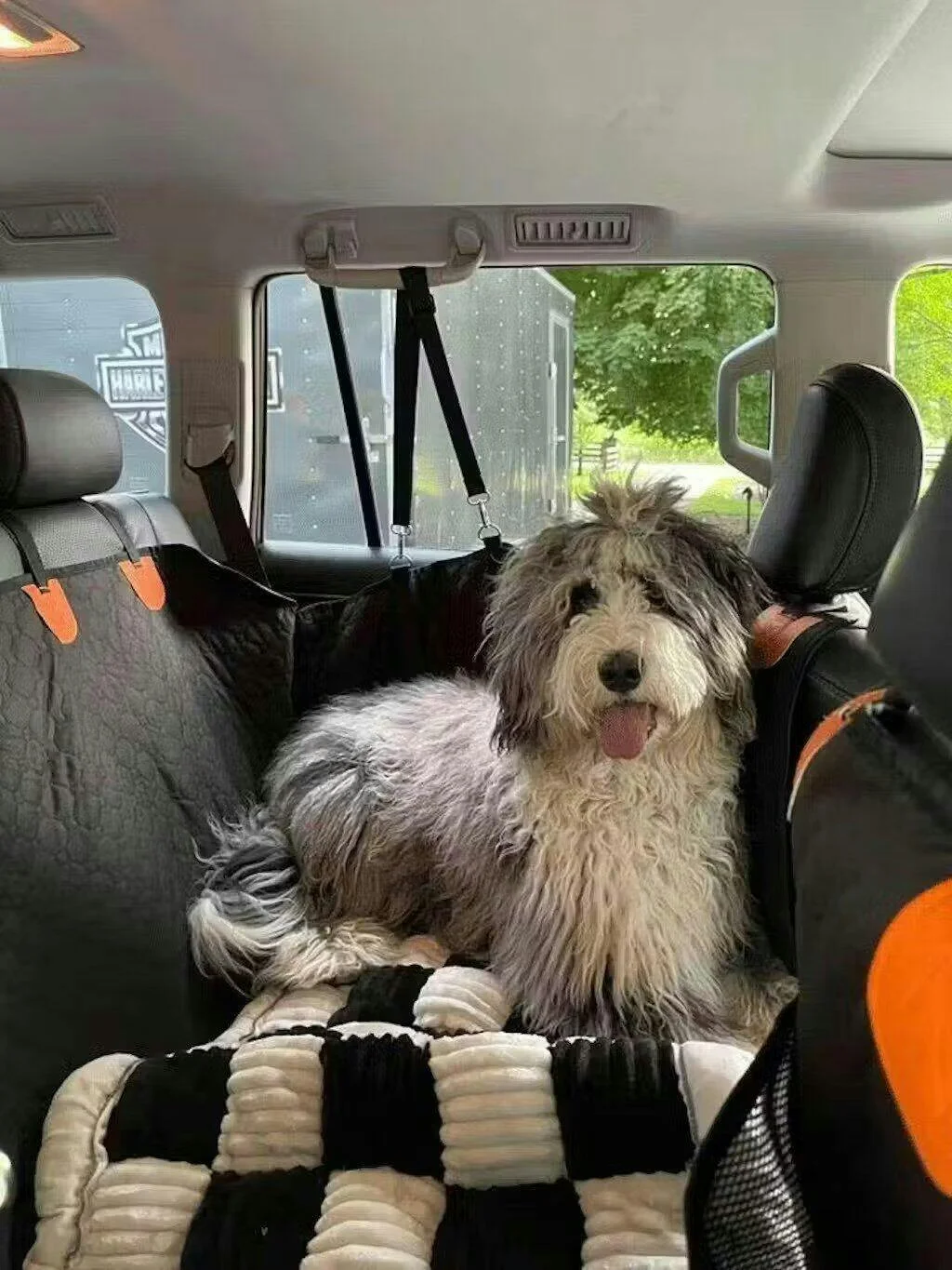 Recensione fotografica telo cani